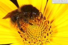 Bombus coreanus