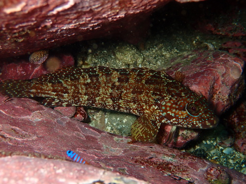 Largemouth Blenny