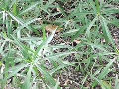Barkleyanthus salicifolius