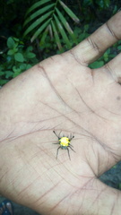 Gasteracantha remifera