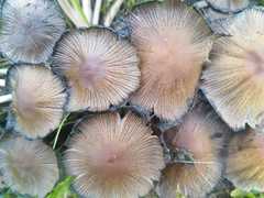 Coprinopsis atramentaria