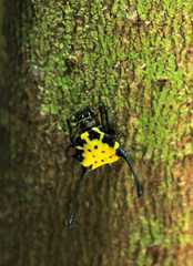 Gasteracantha remifera
