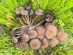 Coprinopsis atramentaria