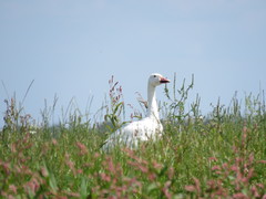Anser caerulescens atlanticus