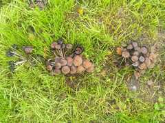 Coprinopsis atramentaria