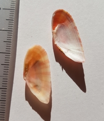 Moerella pulchella
