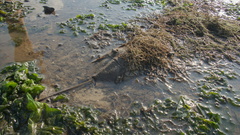 Carcinoscorpius rotundicauda