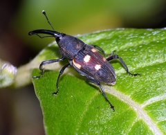 Cactophagus bolivari
