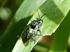 Thalestria spinosa