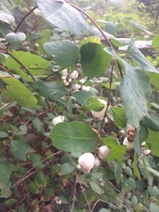 Symphoricarpos albus