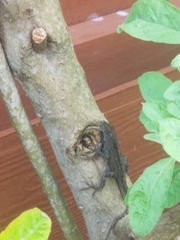 Anolis sagrei