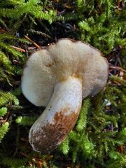 Suillus punctatipes