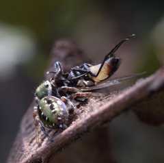 Paraphidippus aurantius