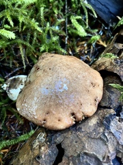 Suillus punctatipes