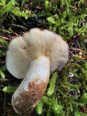 Suillus punctatipes