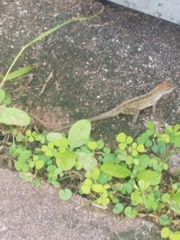 Anolis sagrei