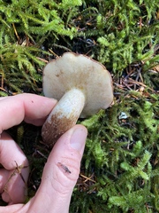 Suillus punctatipes