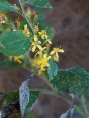 Solidago albopilosa
