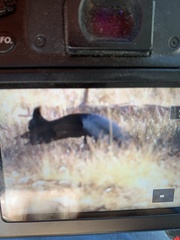 Sciurus aberti kaibabensis