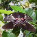 Papilio polytes romulus - Photo (c) Rison Thumboor, algunos derechos reservados (CC BY)