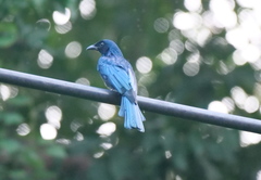 Dicrurus balicassius