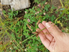 Bolboschoenus laticarpus