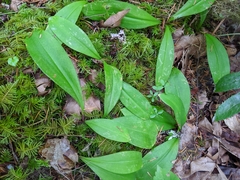 Clintonia uniflora