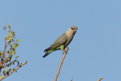 Poicephalus rufiventris