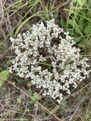 Micrantha