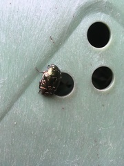 Protaetia orientalis