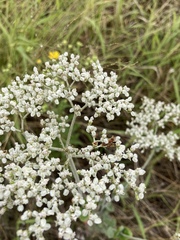 Micrantha