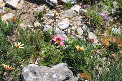 Romulea eximia