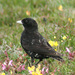 Black Lark - Photo (c) Dave Curtis, some rights reserved (CC BY-NC-ND)