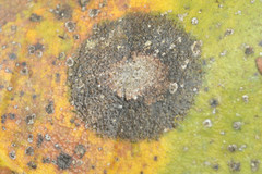 Cephaleuros parasiticus