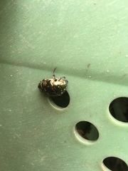 Protaetia orientalis