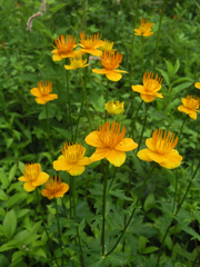 Trollius chinensis