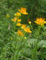 Trollius chinensis