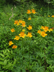 Trollius chinensis
