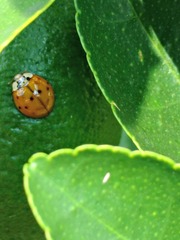 Harmonia axyridis