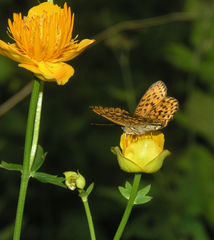 Trollius chinensis