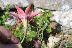 Romulea eximia