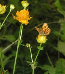 Trollius chinensis