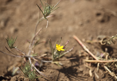 Chaetanthera moenchioides