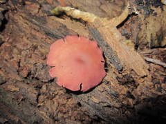 Callistosporium purpureomarginatum