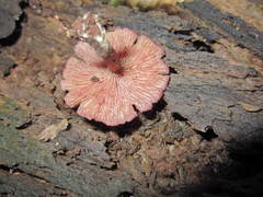 Callistosporium purpureomarginatum