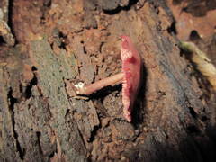 Callistosporium purpureomarginatum