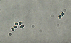 Callistosporium purpureomarginatum