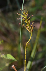 Platanthera chapmanii