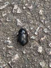 Euetheola