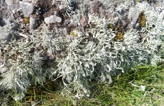 Ramalina siliquosa